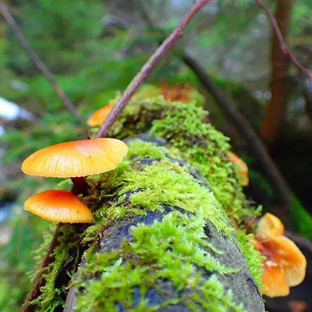 Prázdninový dům Rekreacny Dom Sablatura