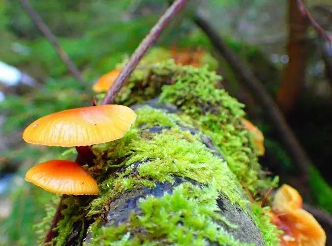 Holiday home Rekreacny Dom Sablatura